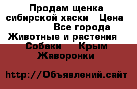 Продам щенка сибирской хаски › Цена ­ 8 000 - Все города Животные и растения » Собаки   . Крым,Жаворонки